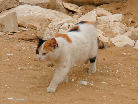 Egypt ギザのネコ