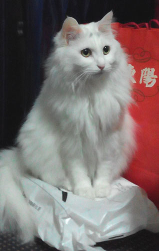 北京生まれの猫タマ