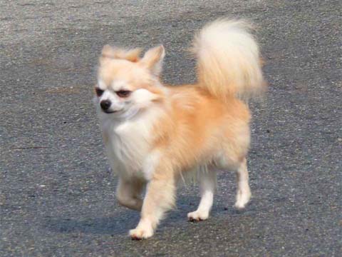 最小の犬 チワワ